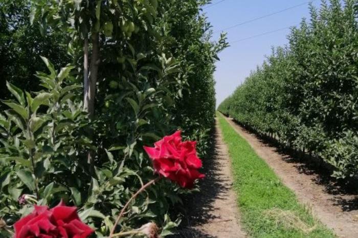 Уход за садом