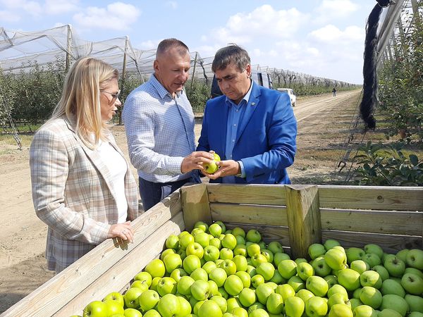 В этом году в Республике Крым яблок летнего срока созревания собрано на 25% больше в сравнении с 2020 годом. 