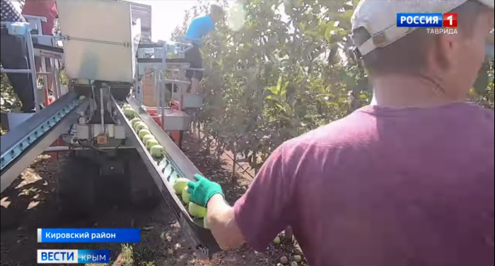 В Крыму собрали 40 000 тонн яблок