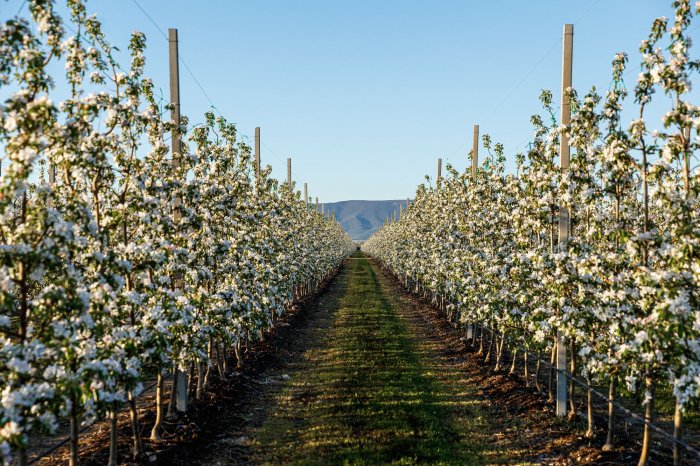 Цветение садов