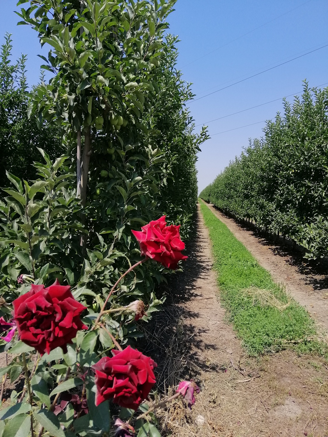 Уход за садом