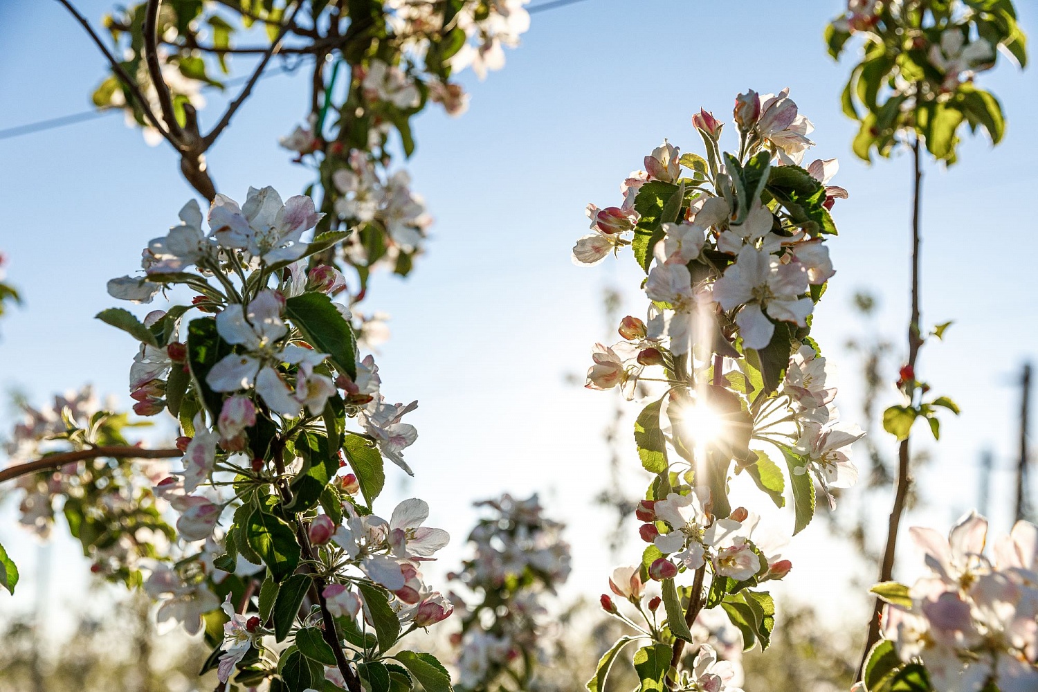 Цветение садов