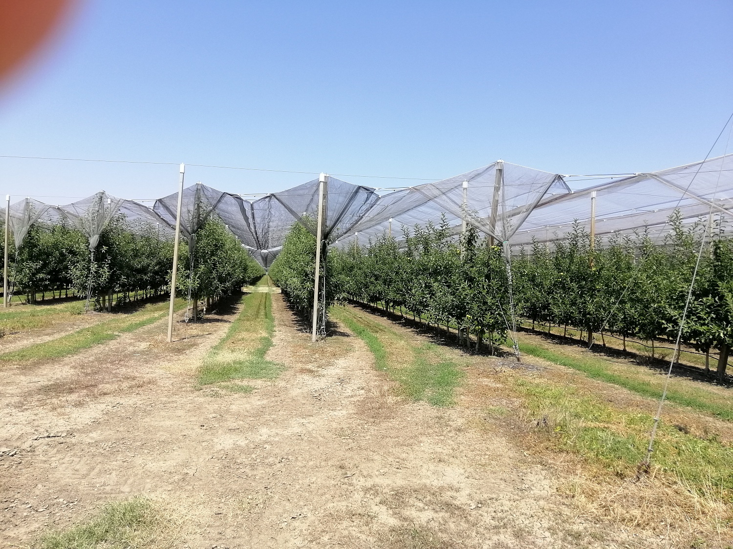 Уход за садом