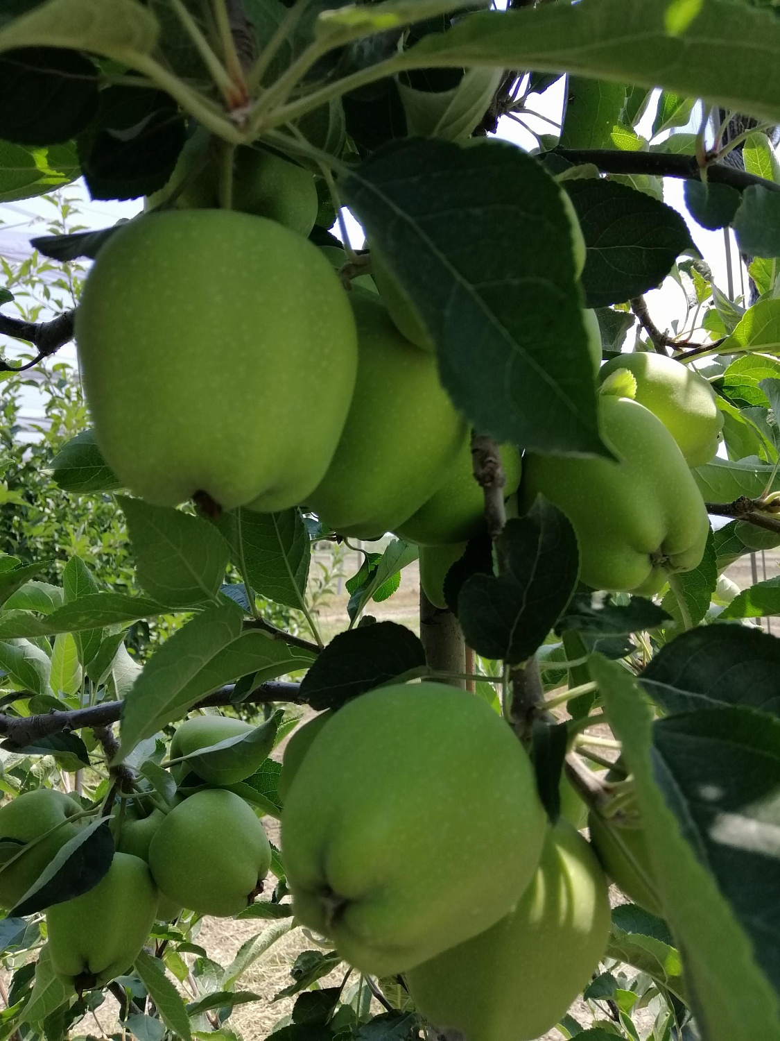 Уход за садом