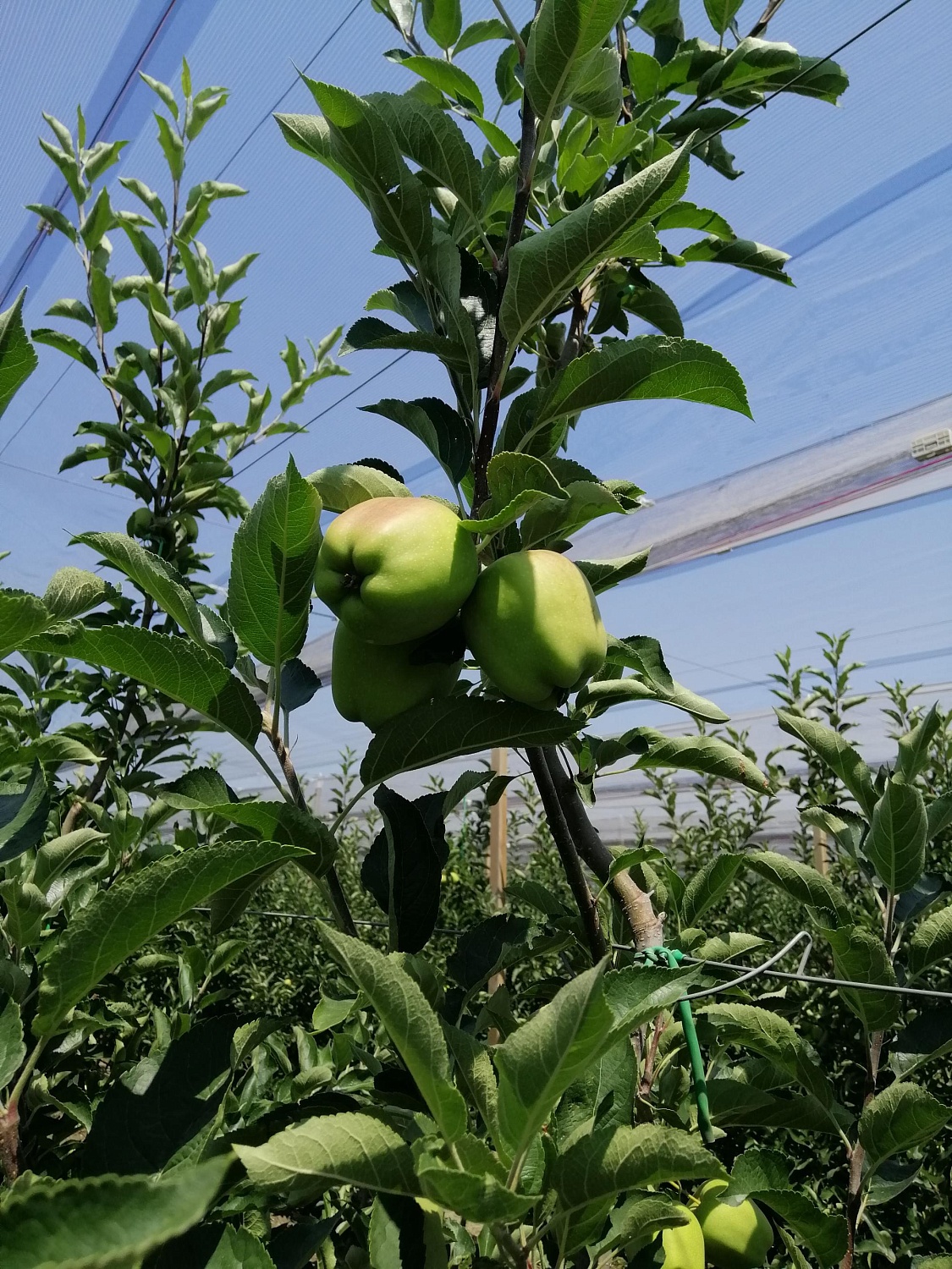 Уход за садом