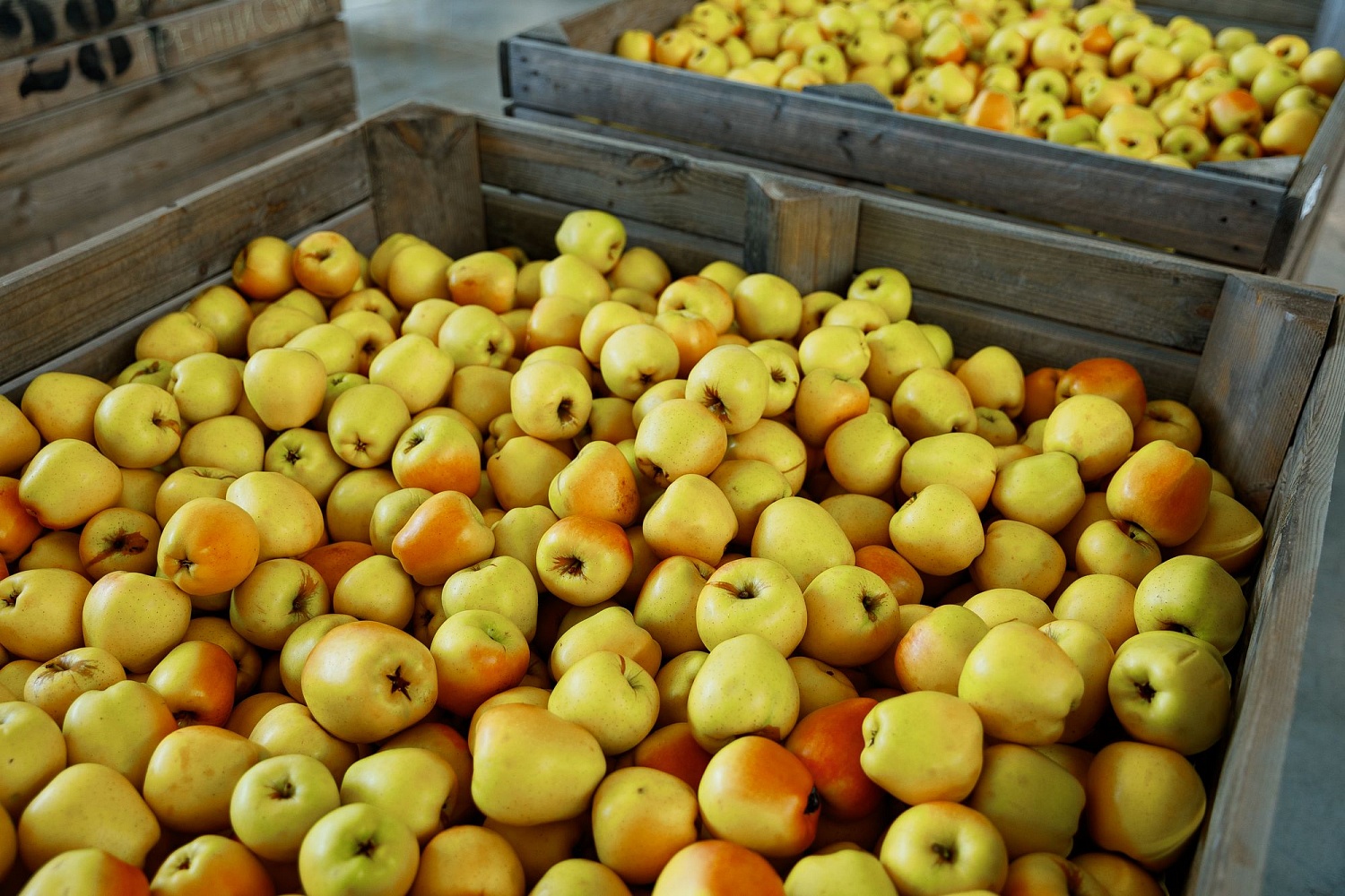 Хранение яблок