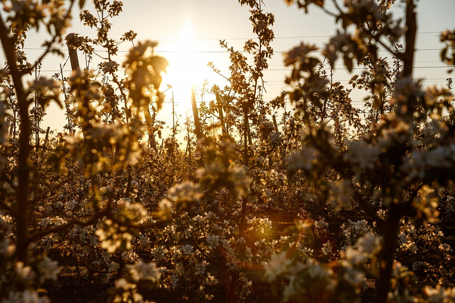 Цветение садов