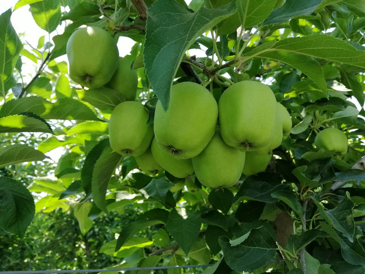 Уход за садом