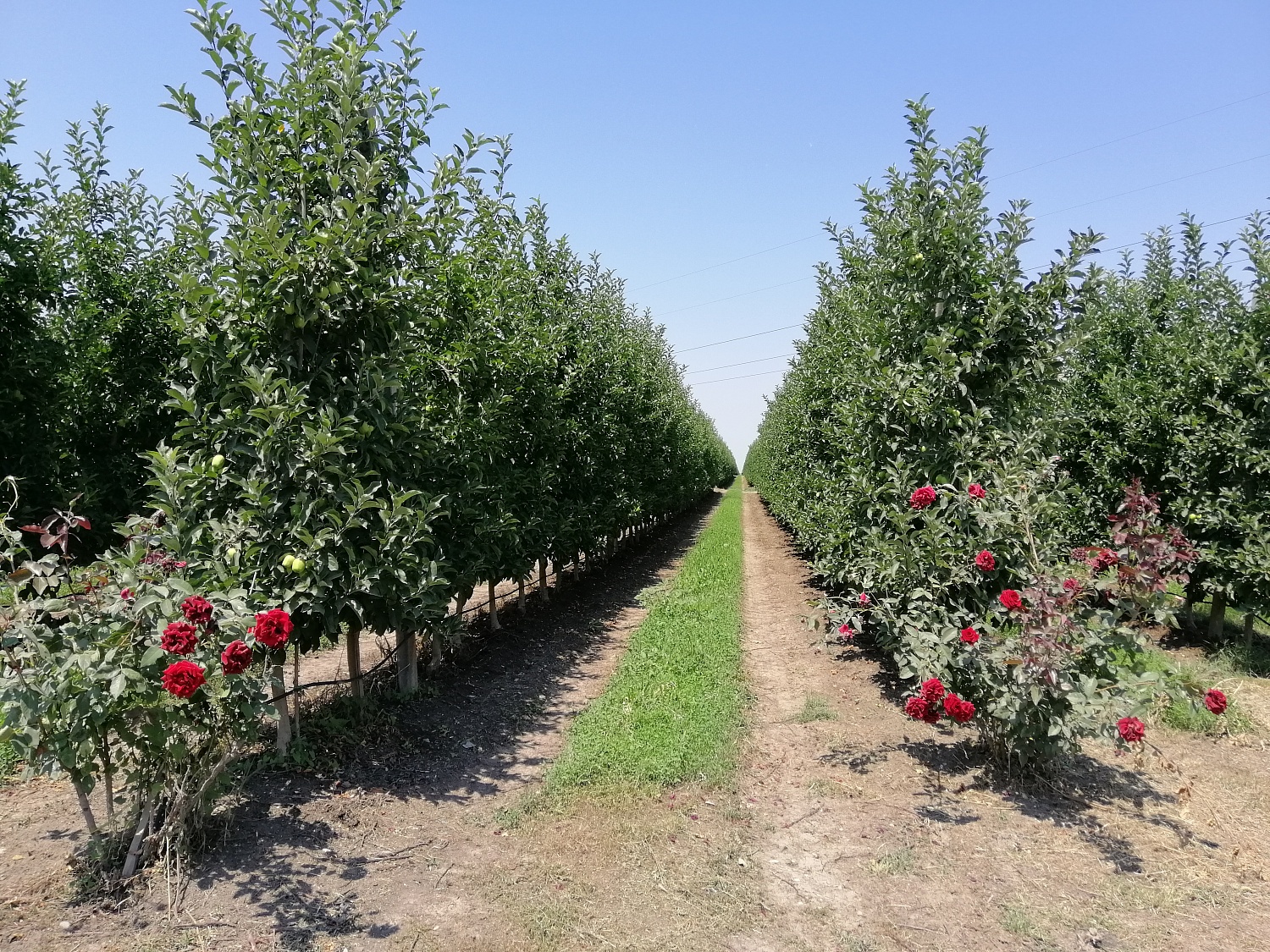 Уход за садом