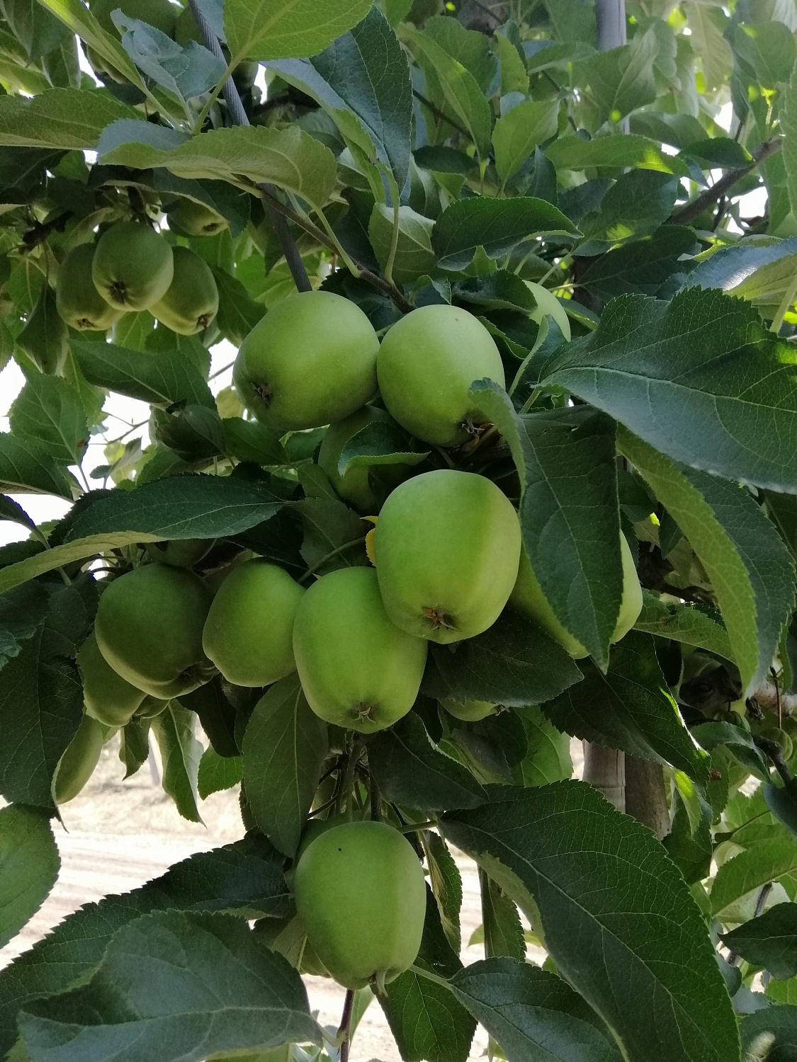 Уход за садом