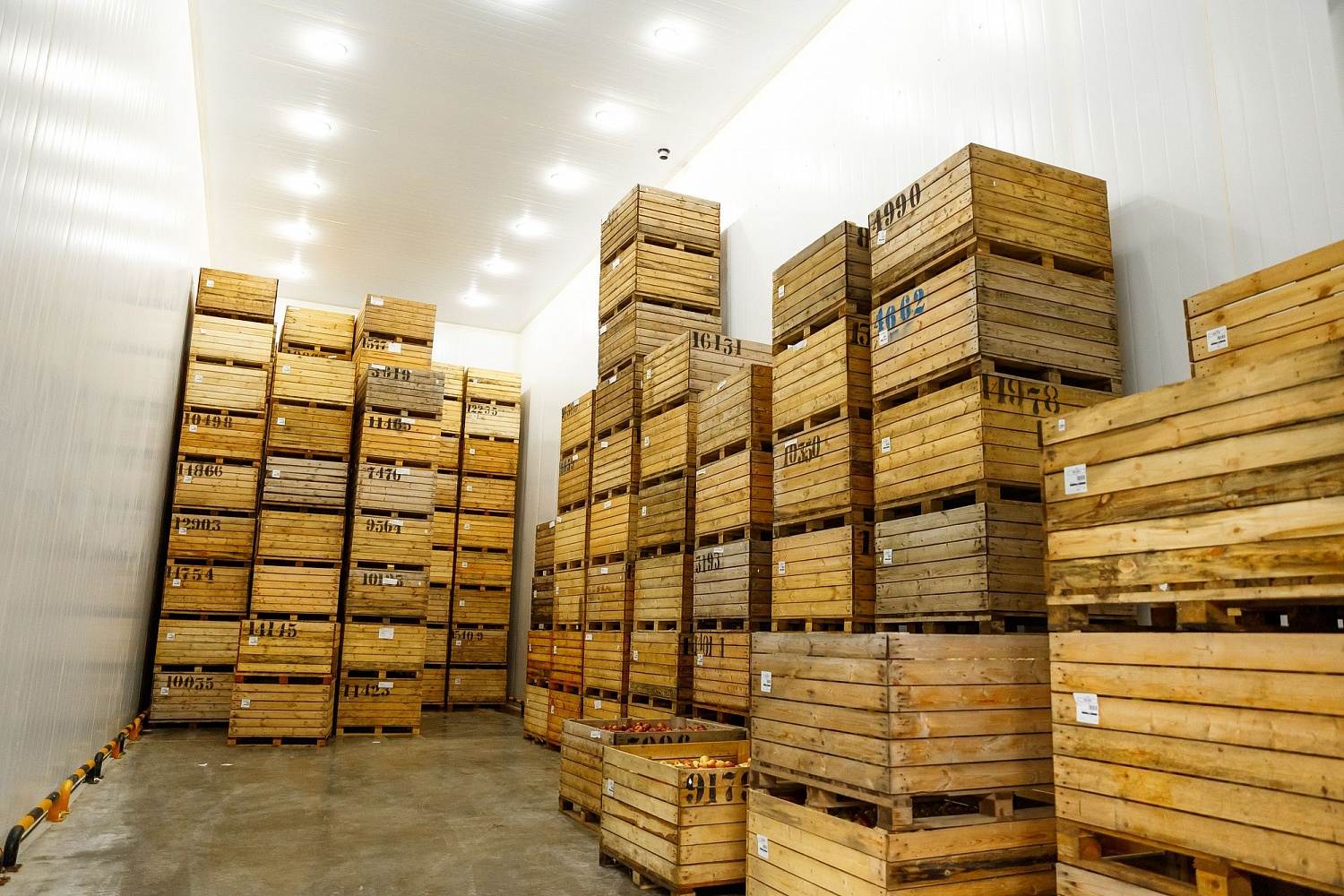 Хранение яблок