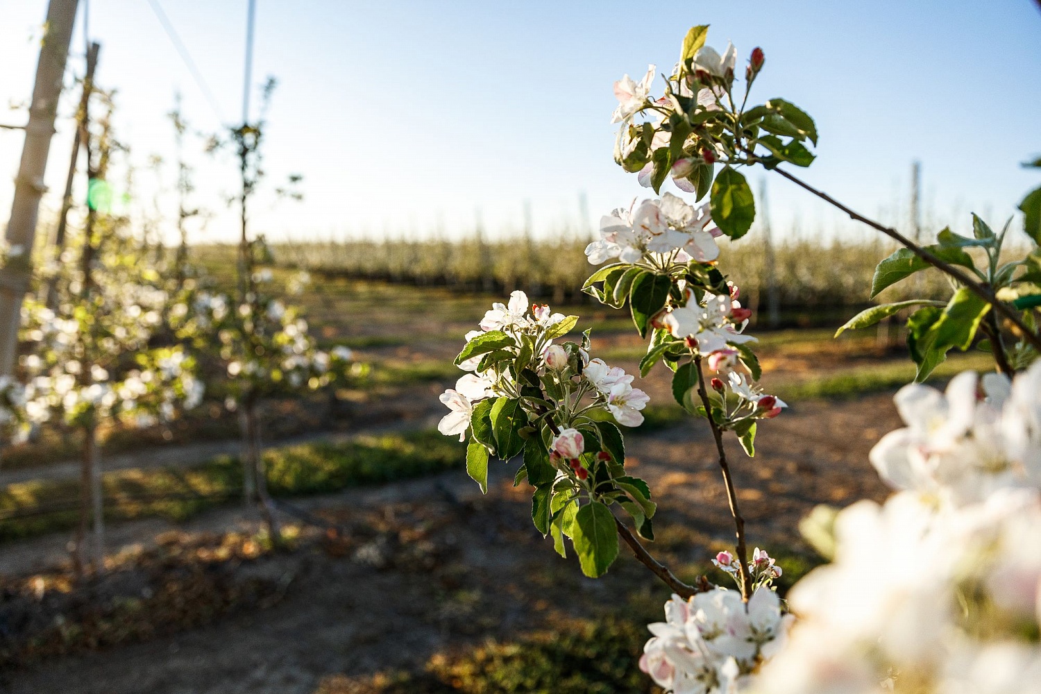 Цветение садов