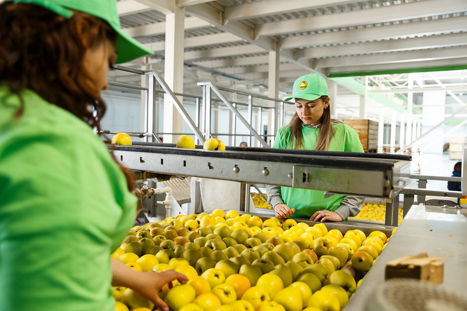 Сортировка яблок