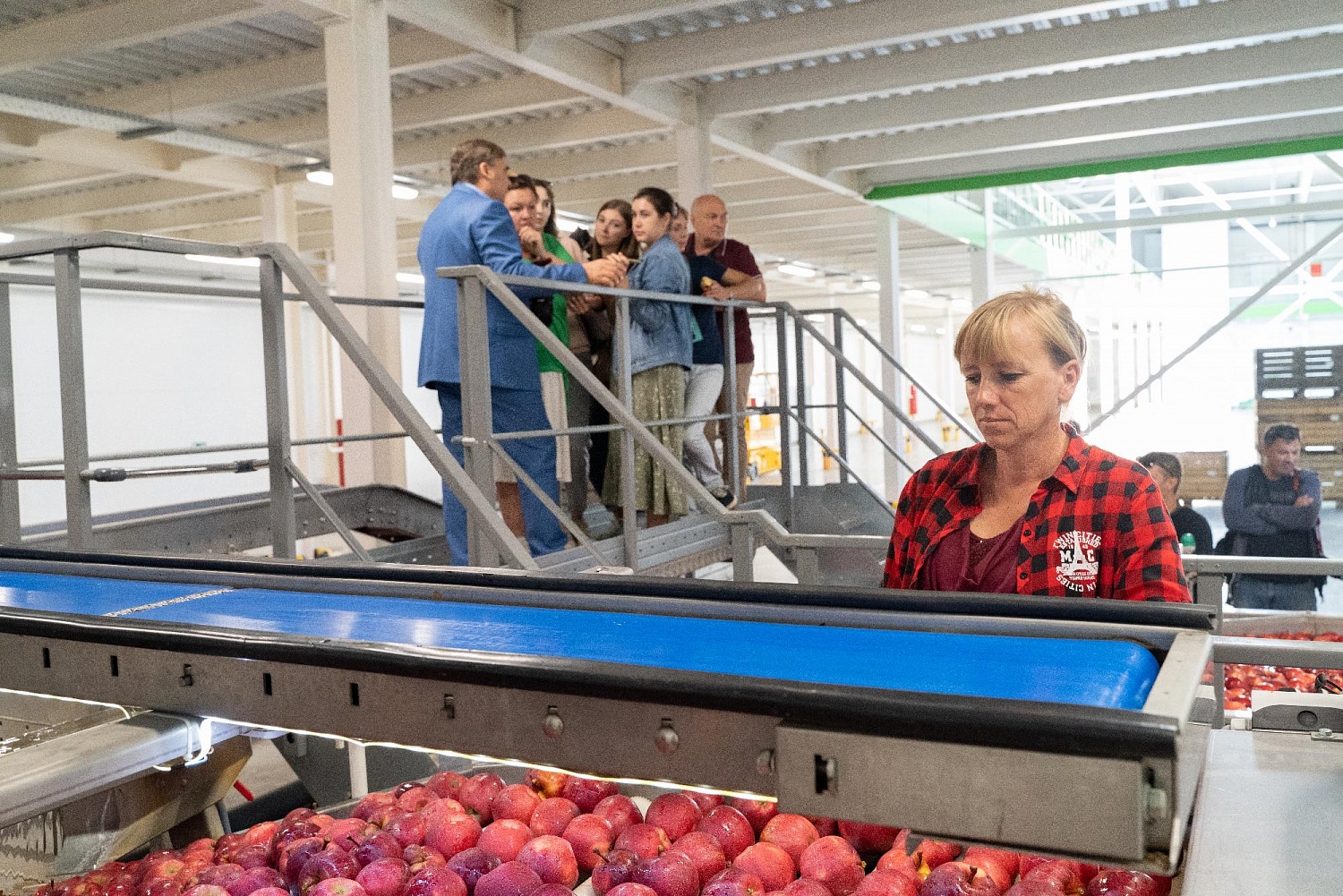 Сортировка яблок