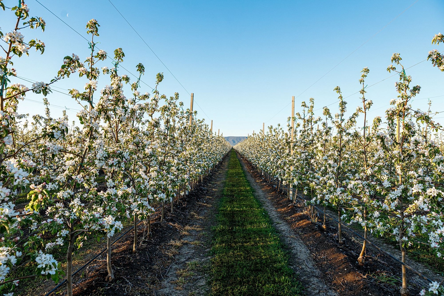 Цветение садов