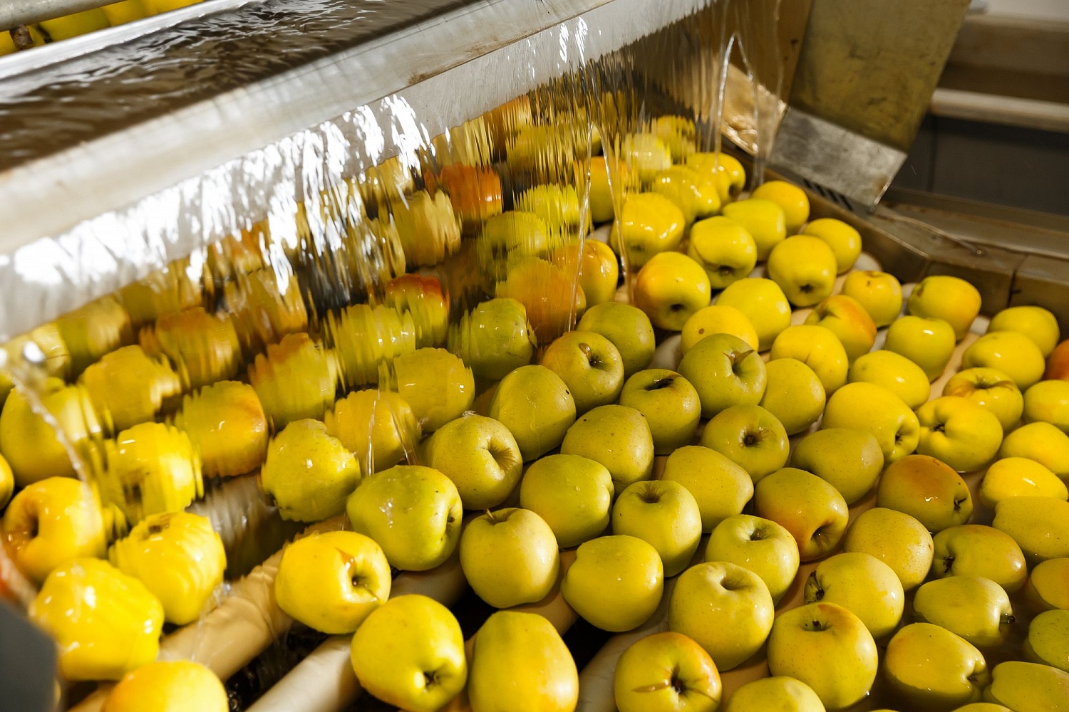 Сортировка яблок