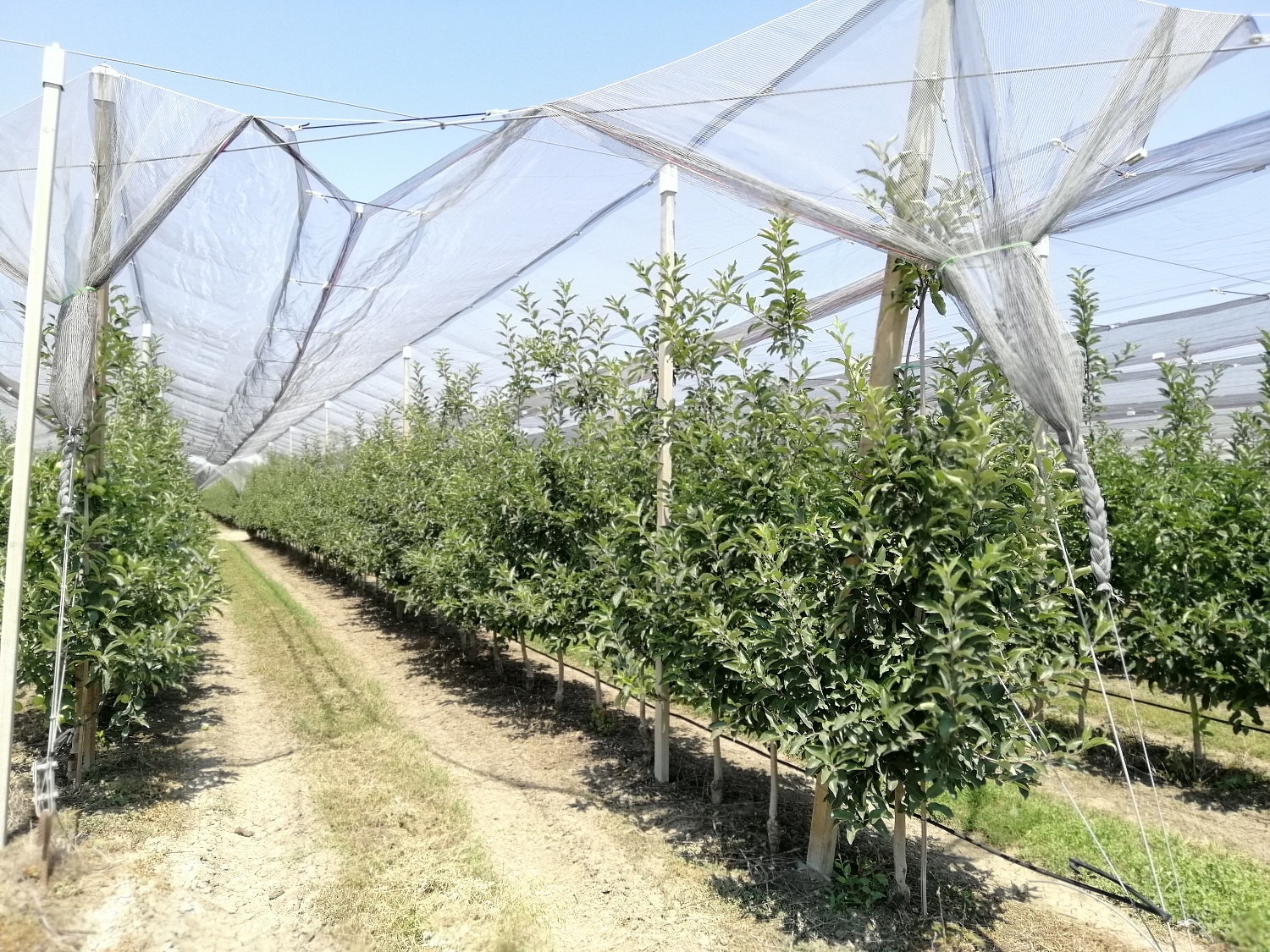 Уход за садом