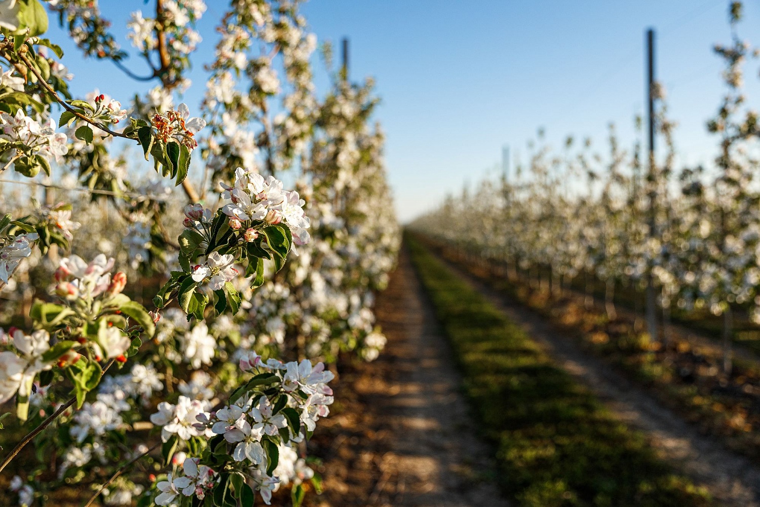 Цветение садов