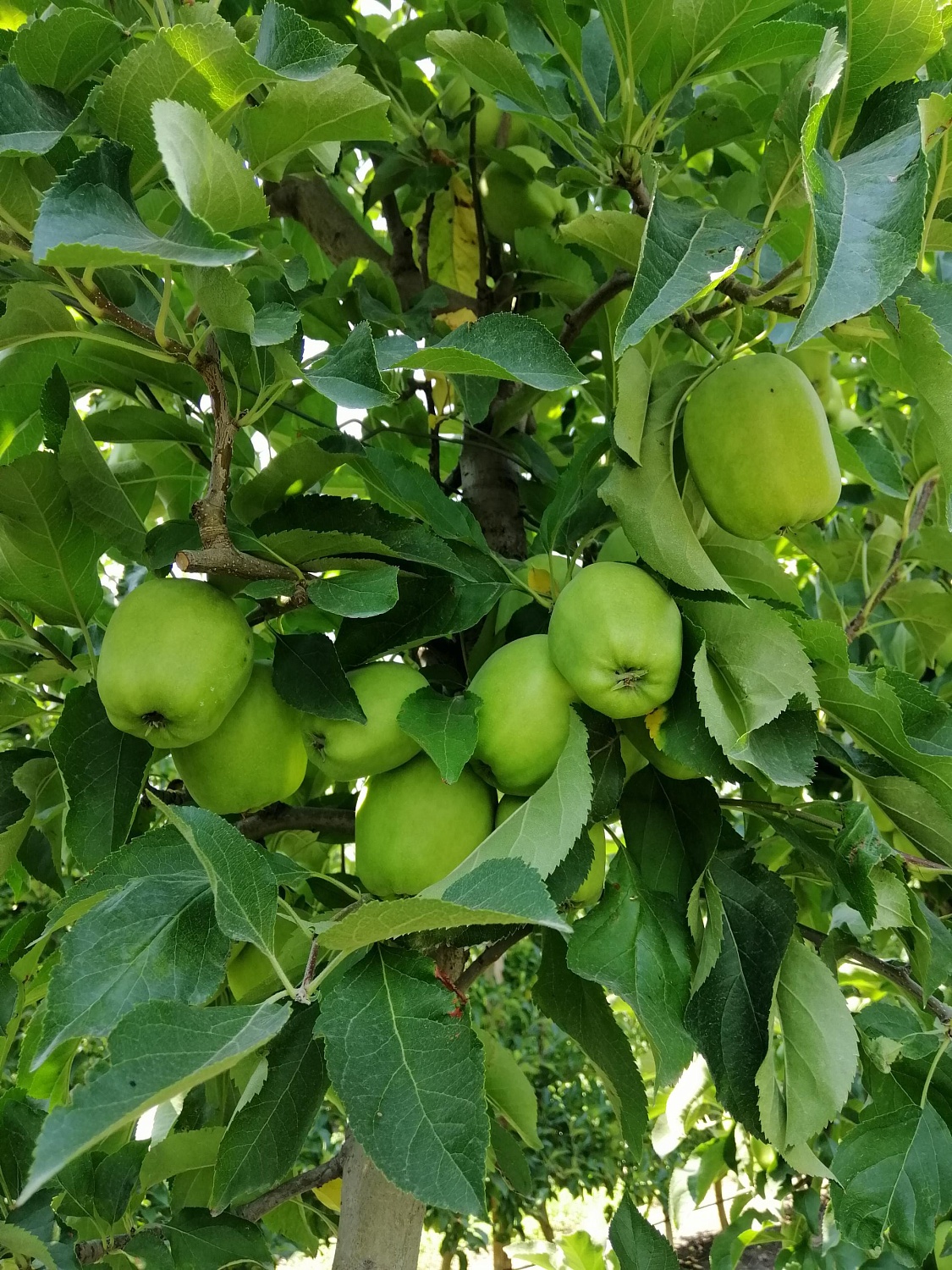 Уход за садом