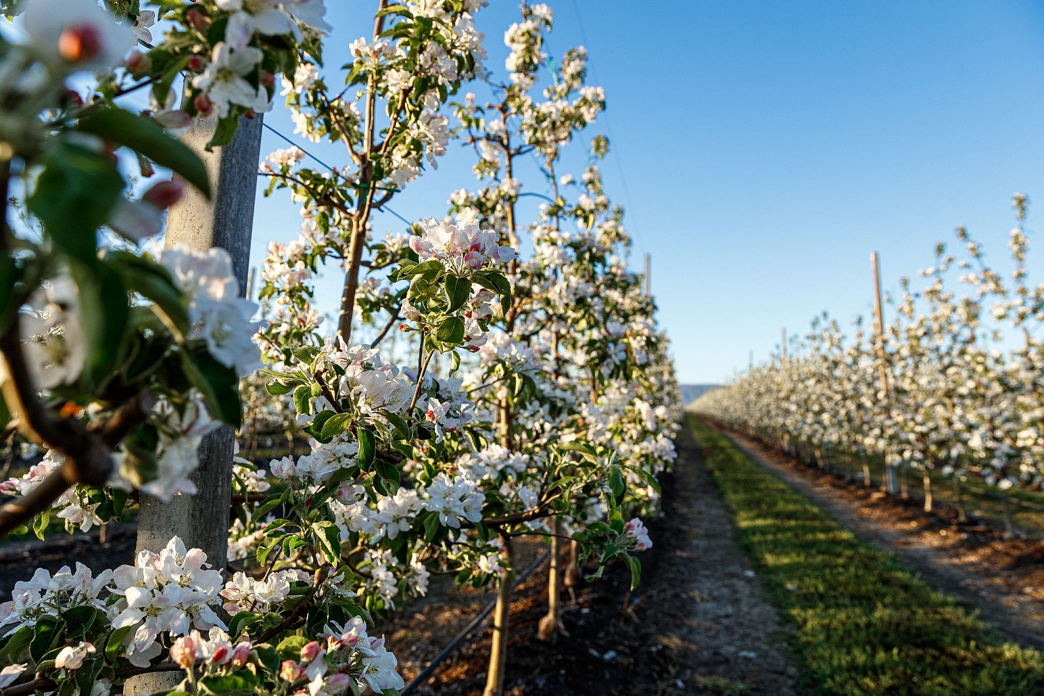Цветение садов