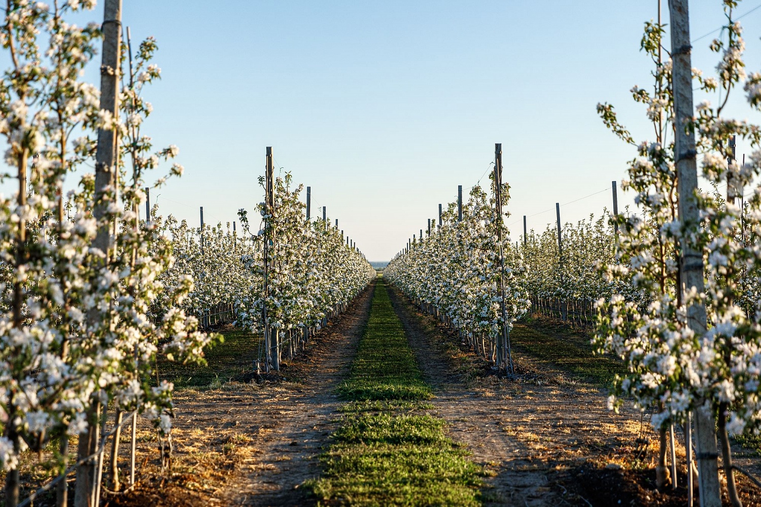 Цветение садов