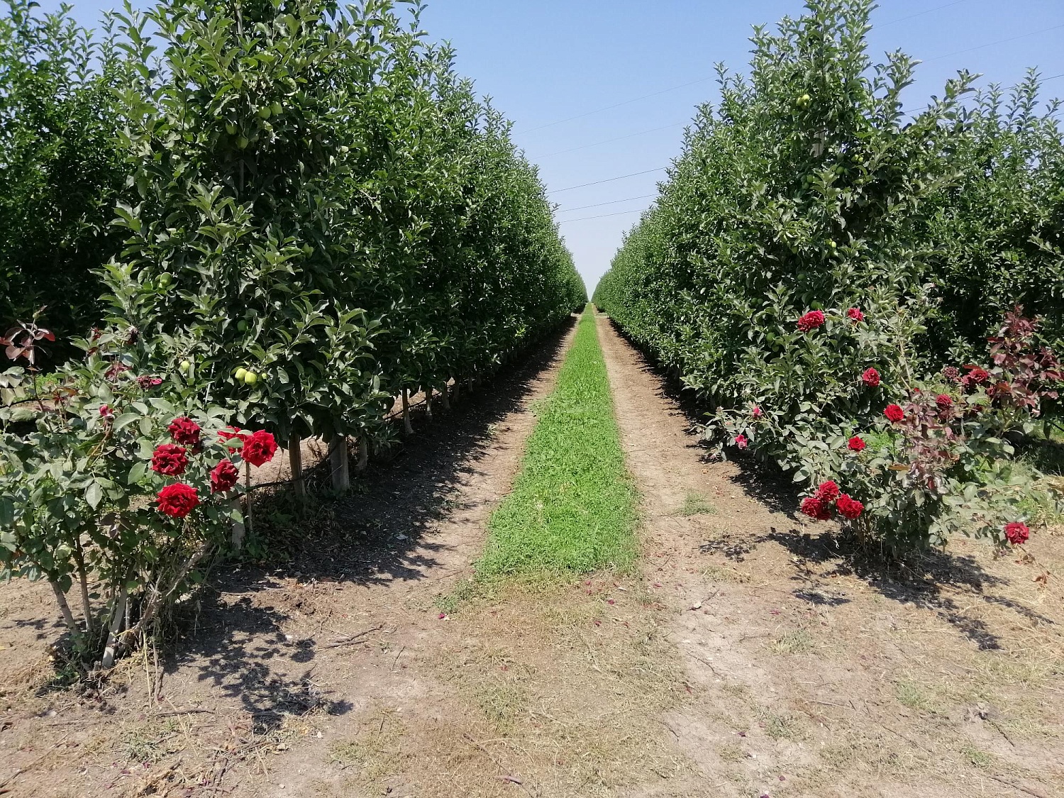 Уход за садом