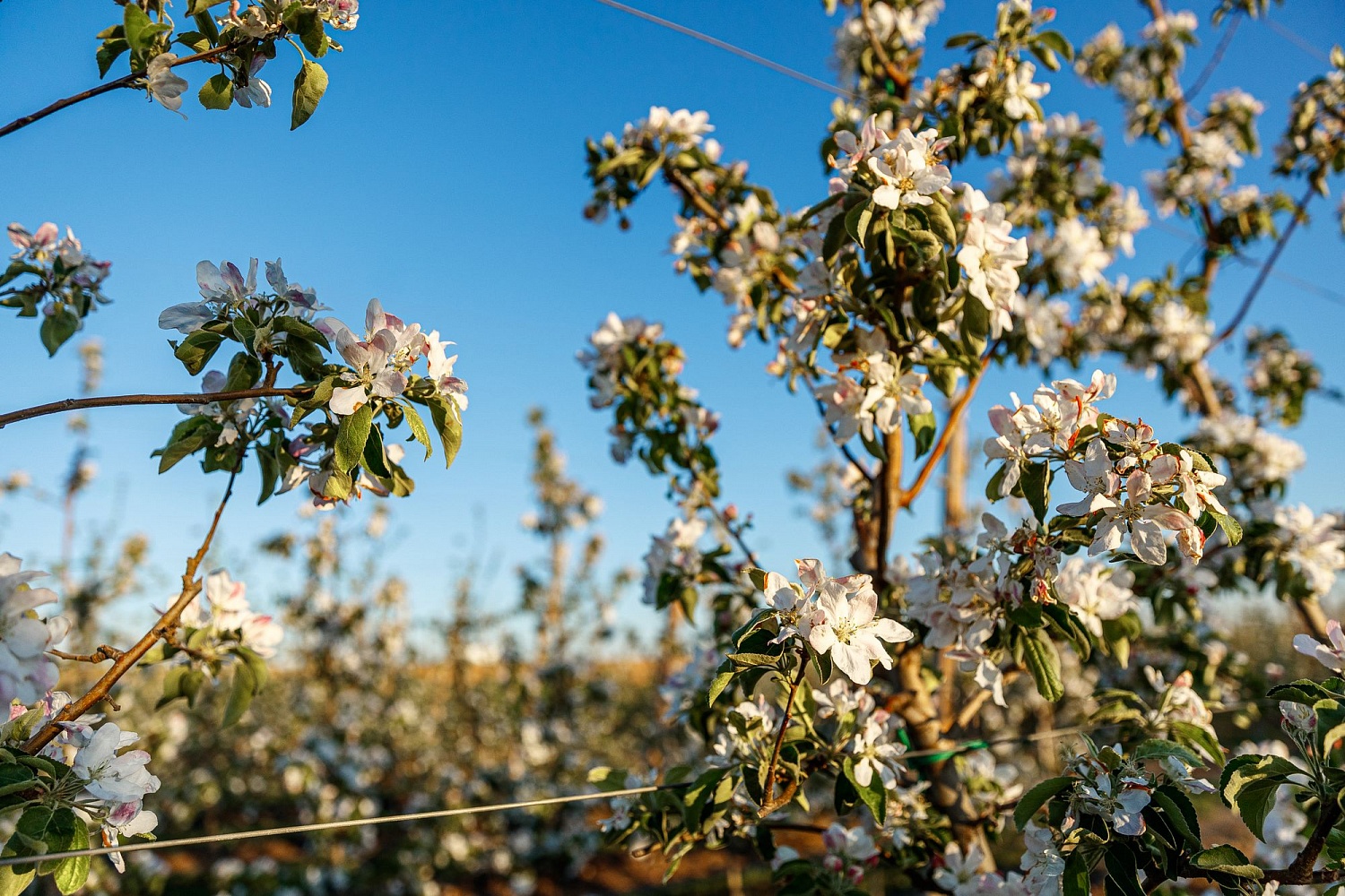 Цветение садов