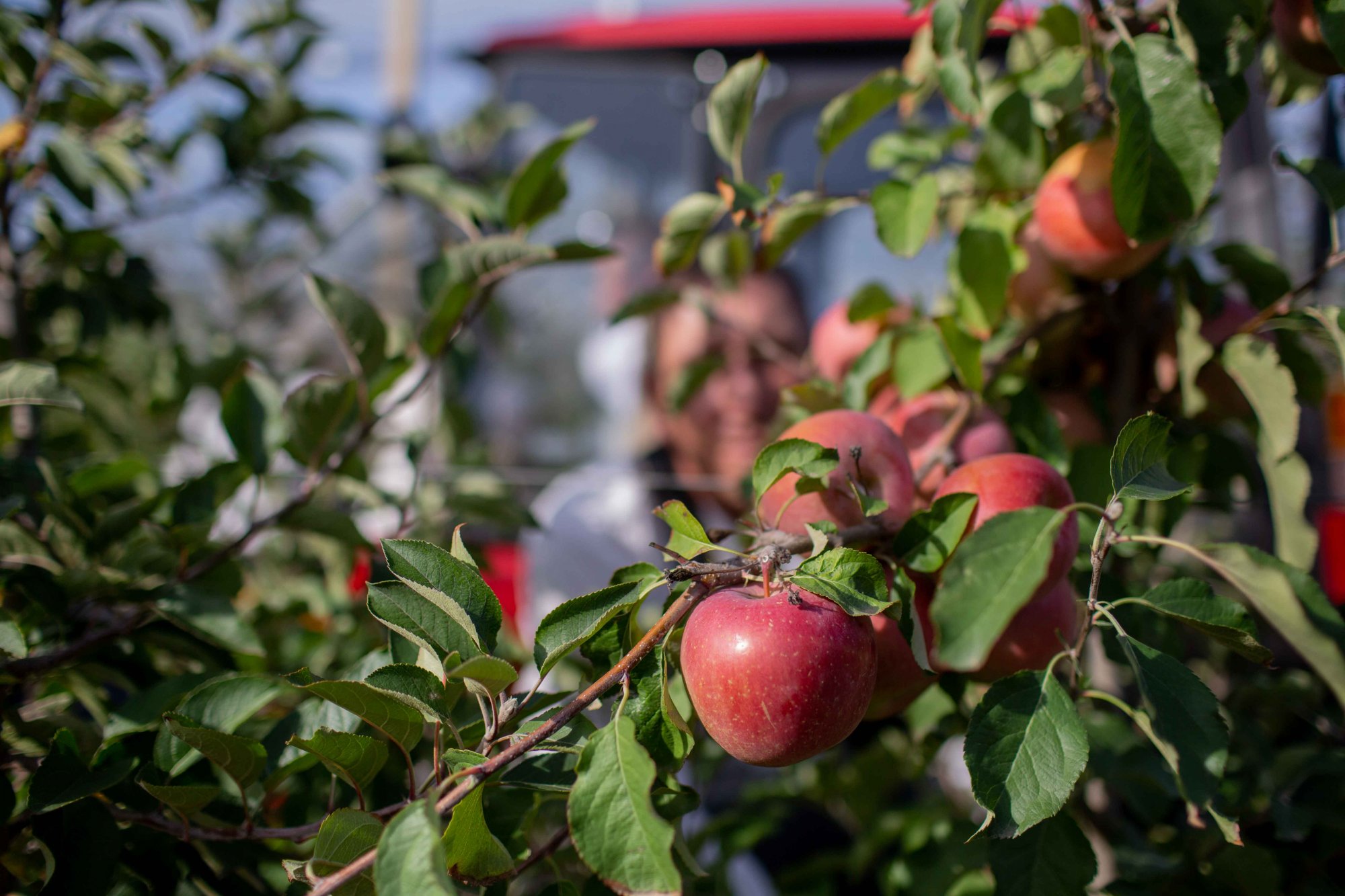 Крымский инвестор вложил более миллиарда в сады и склады Крымский инвестор вложил более миллиарда в сады и склады