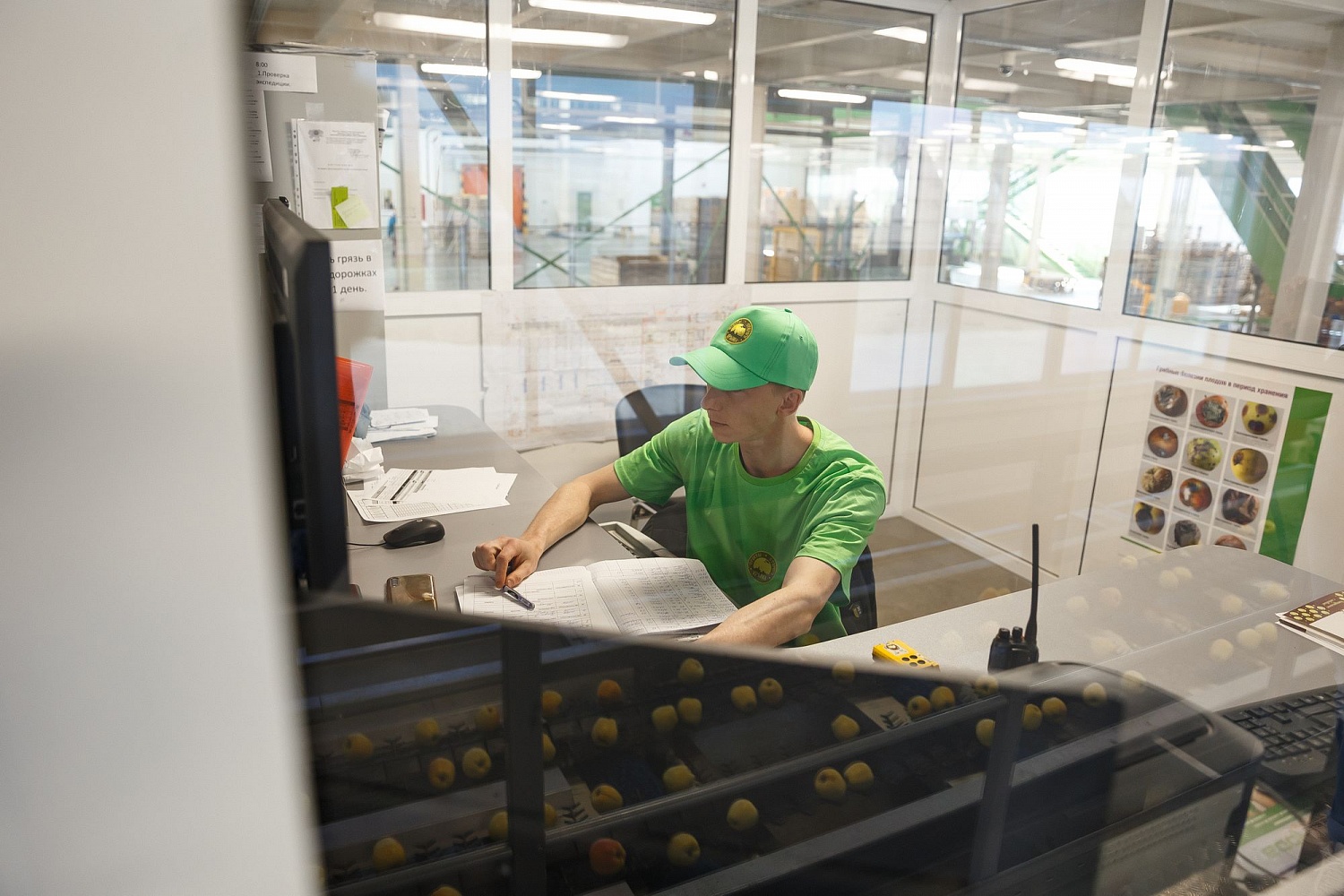 Сортировка яблок