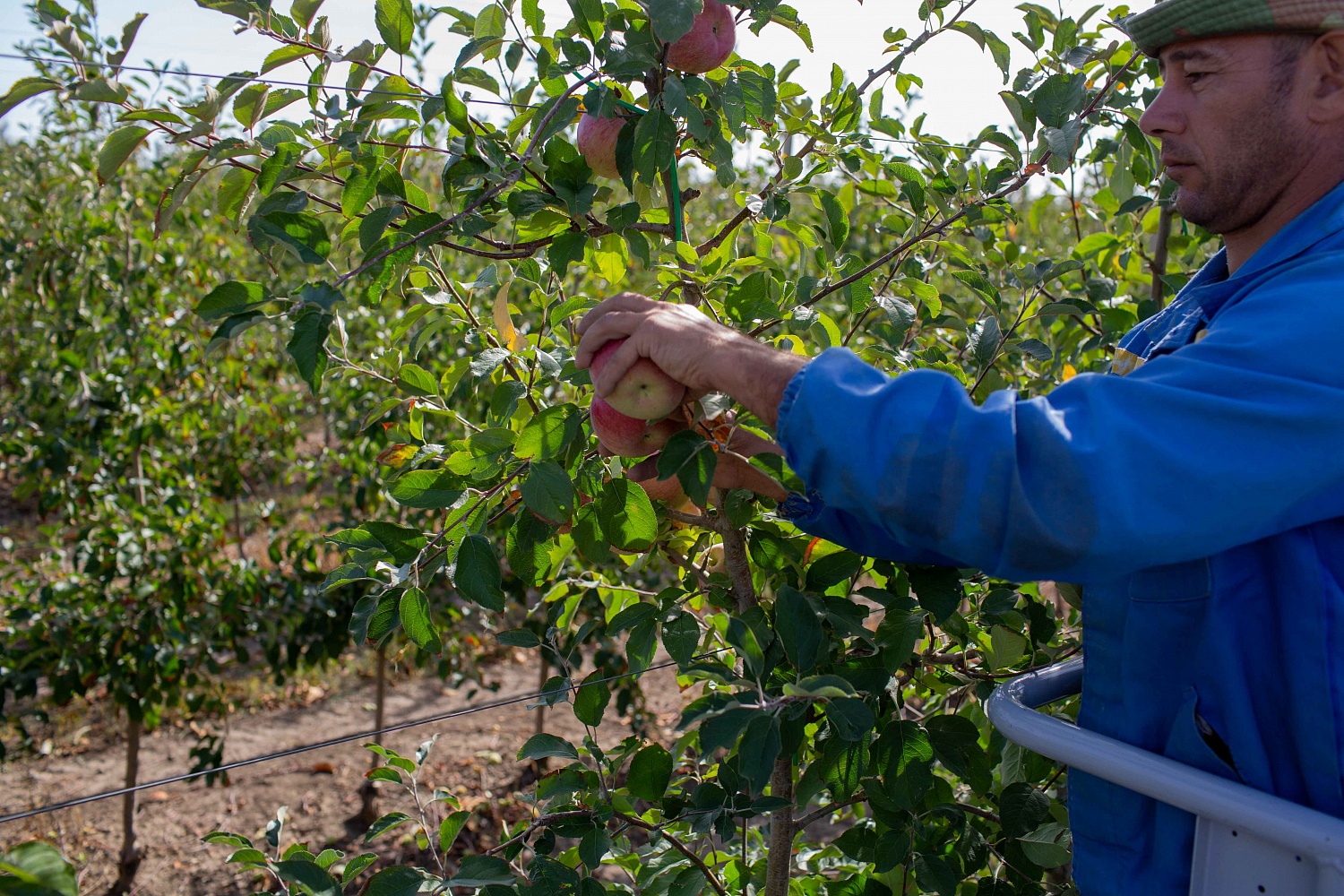 Сбор урожая