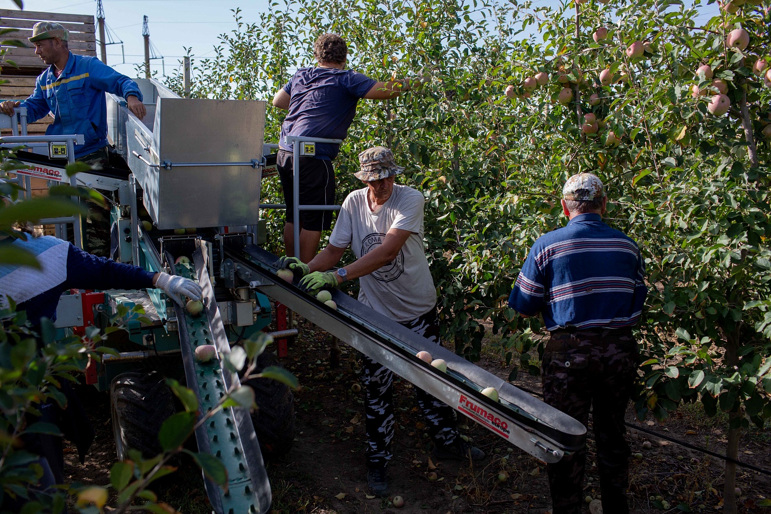Сбор урожая
