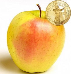 Голден Парси (Golden Parsi)