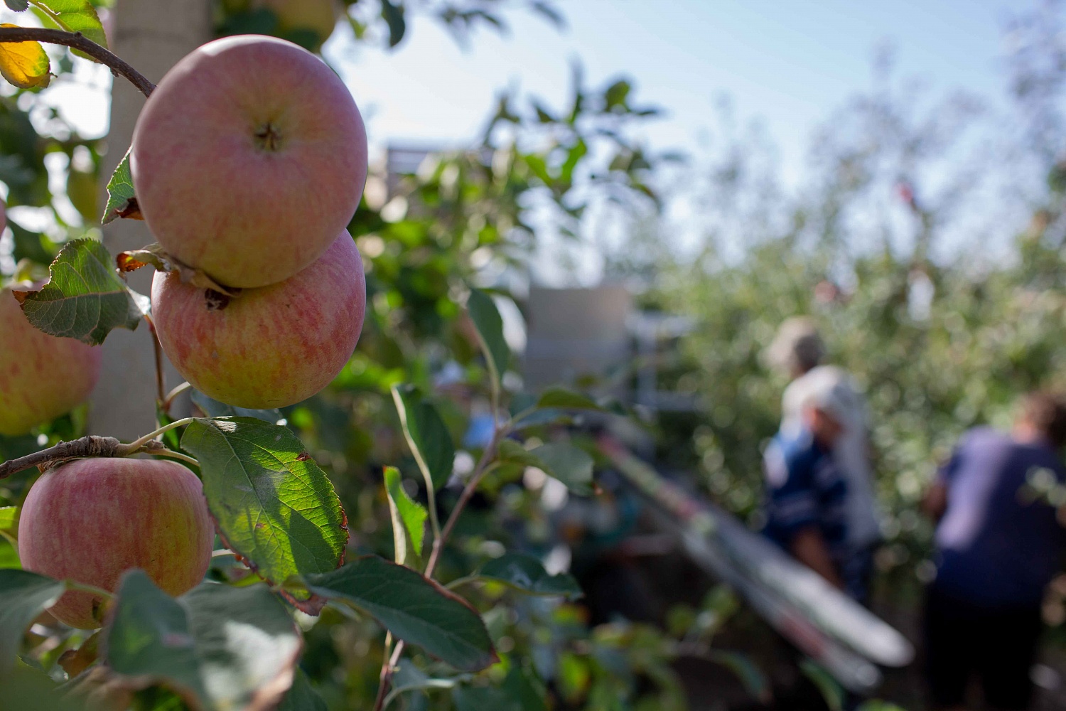 Сбор урожая