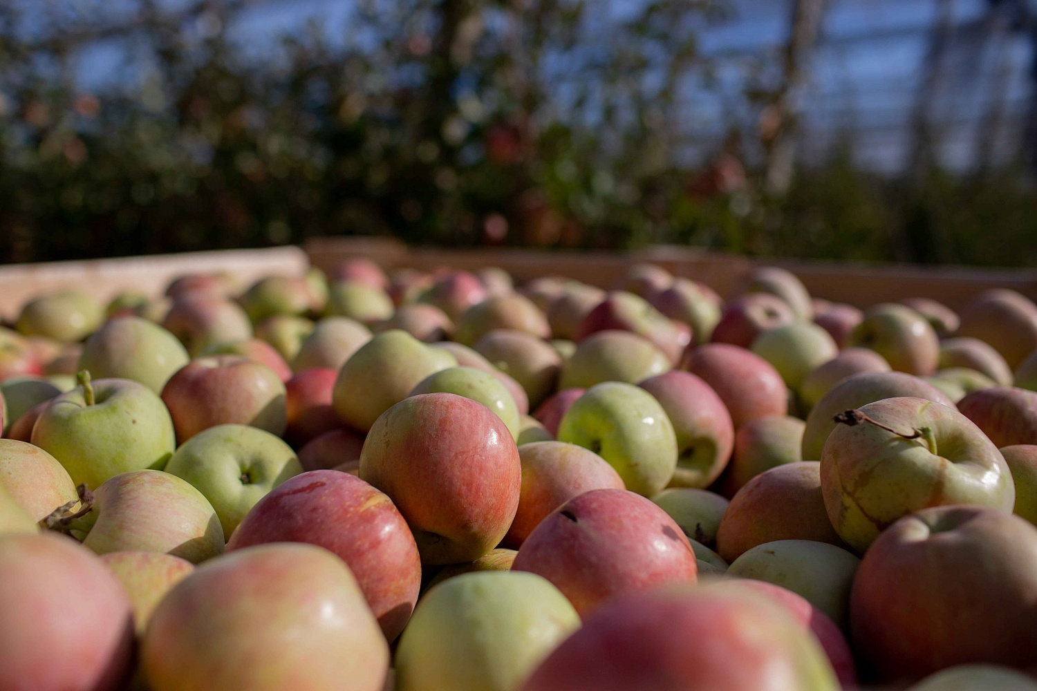 Сбор урожая