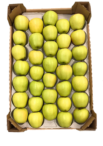 Голден Рейнджерс (Golden Rangers)