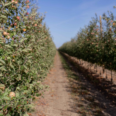 Крымский инвестор вложил более миллиарда в сады и склады