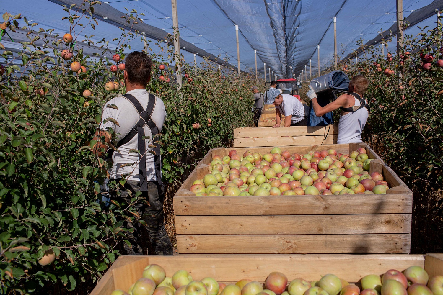 Сбор урожая