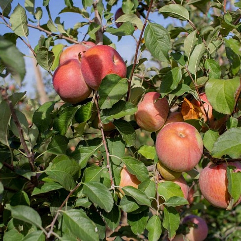 Крымский инвестор вложил более миллиарда в сады и склады