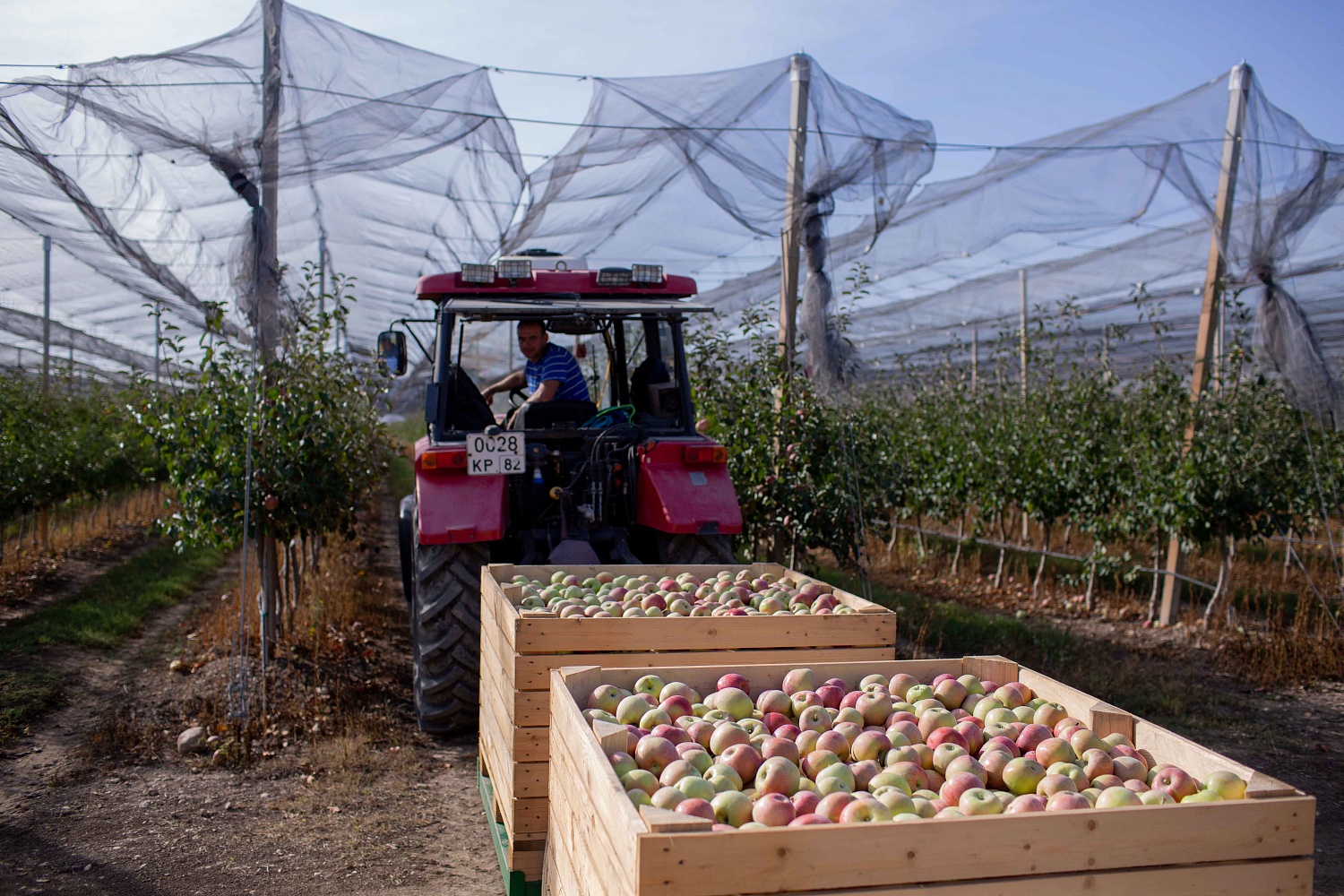 Сбор урожая