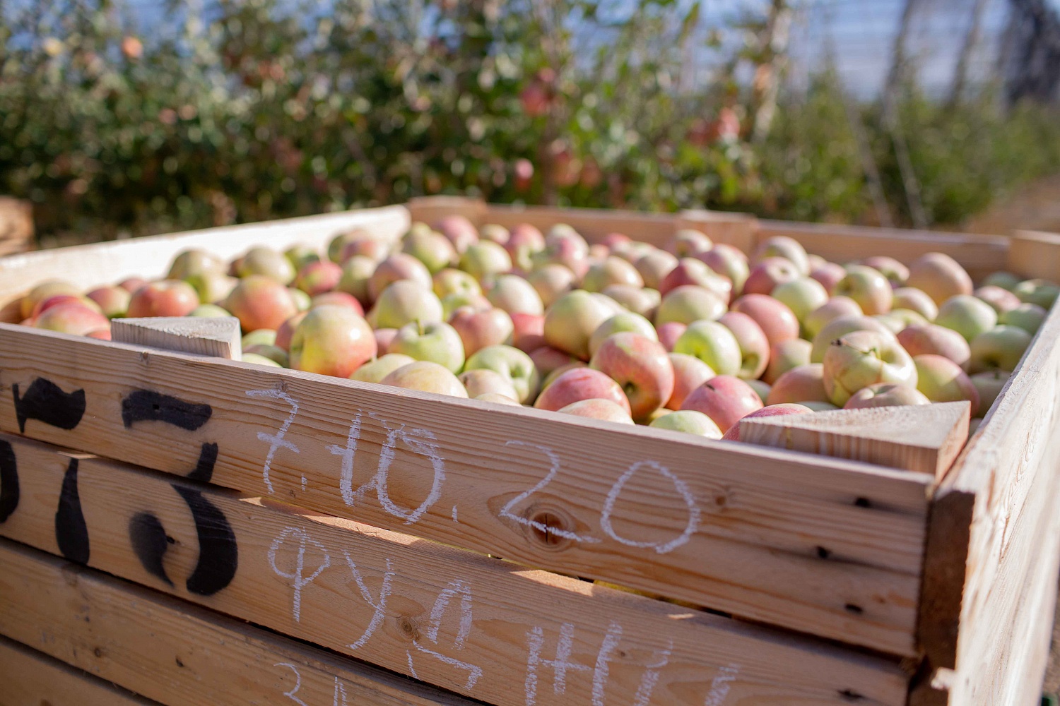 Сбор урожая