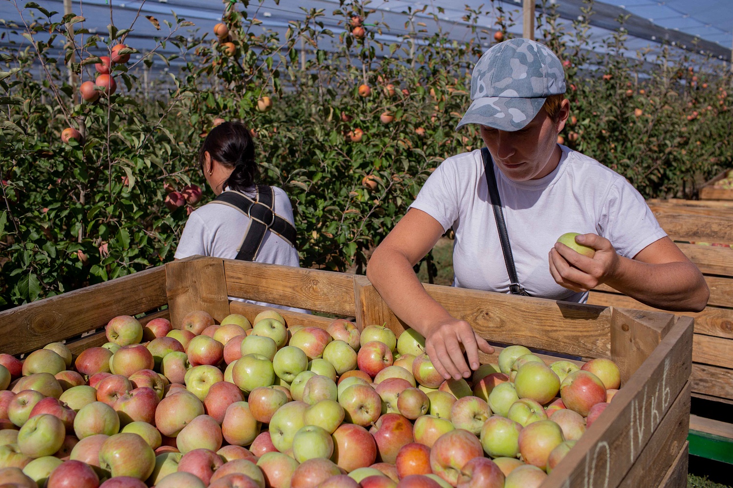 Сбор урожая