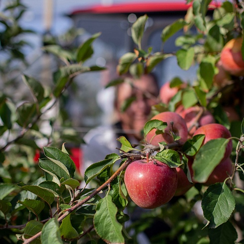 Крымский инвестор вложил более миллиарда в сады и склады